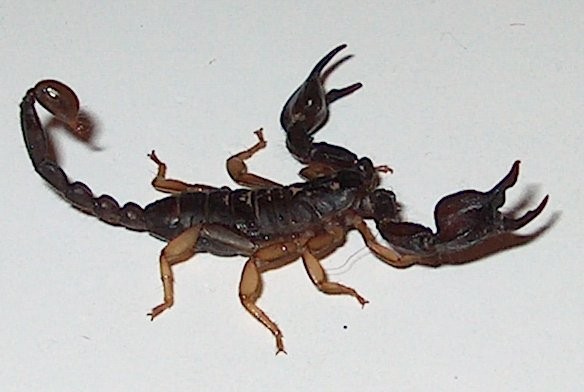Scorpione Fotogenico