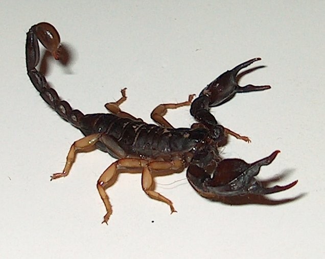 Scorpione Fotogenico (2)