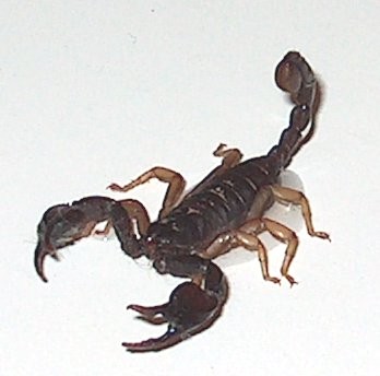 Scorpione Fotogenico (3)