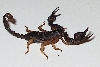 Scorpione Fotogenico