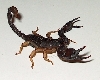 Scorpione Fotogenico (2)
