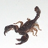 Scorpione Fotogenico (3)