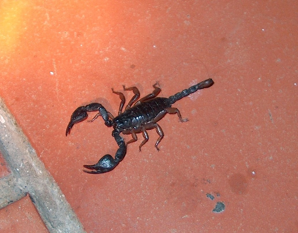 Euscorpius Italicus