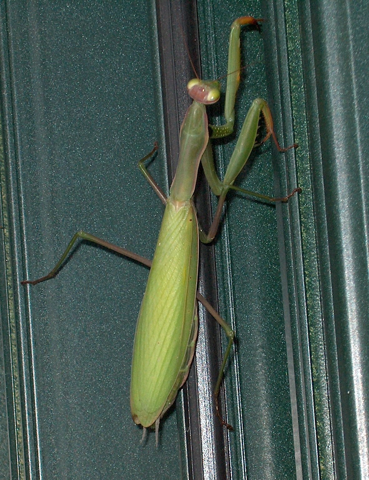 Mantide Religiosa