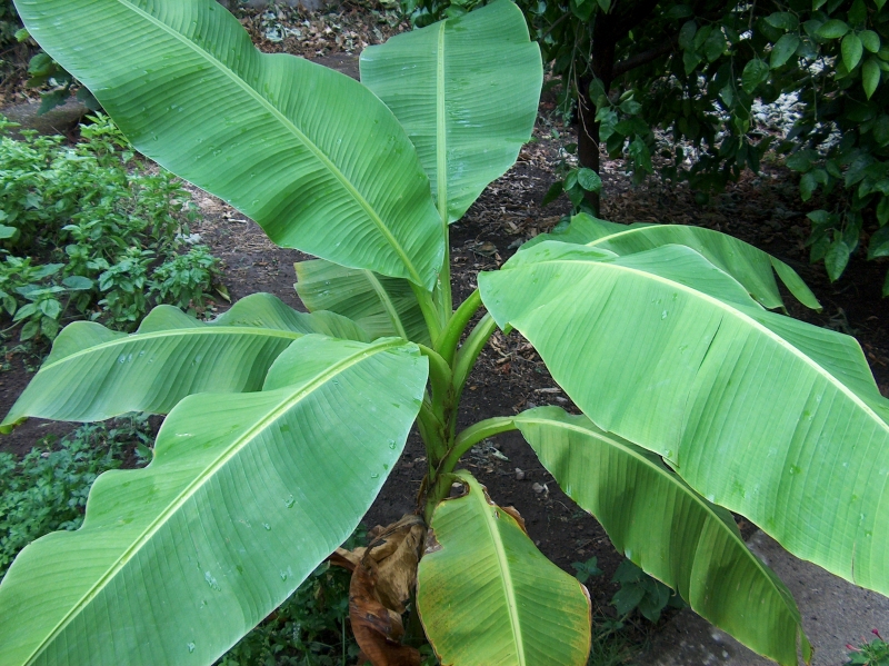 Pianta di Banane