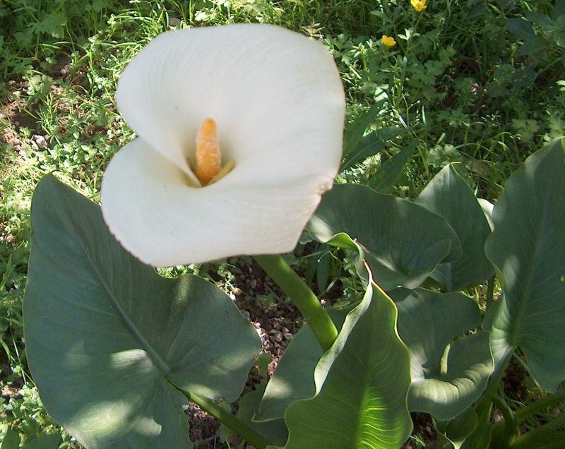 Fiore non Identificato