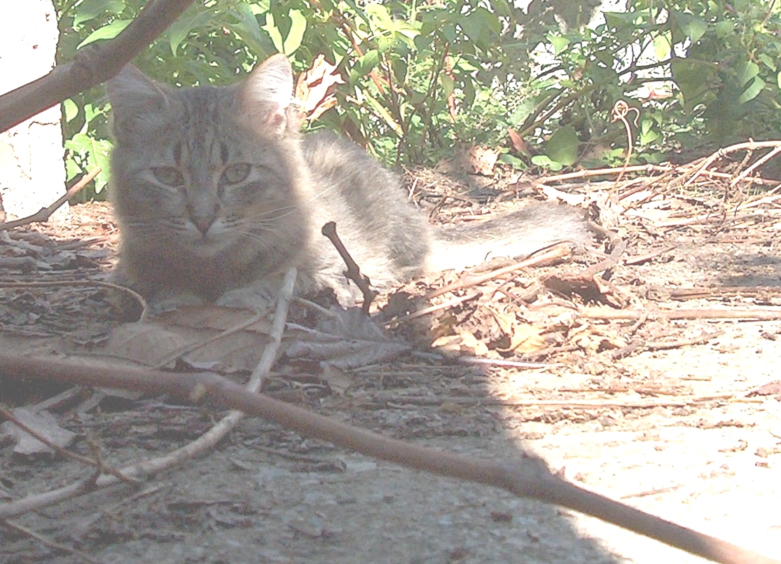 Gatto in Agguato