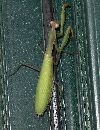 Mantide Religiosa